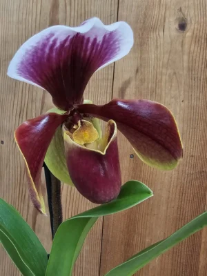 Orquídea Paphiopedilum Cocoa Victoria com flor em formato de sapatinho em tons de verde, castanho e branco