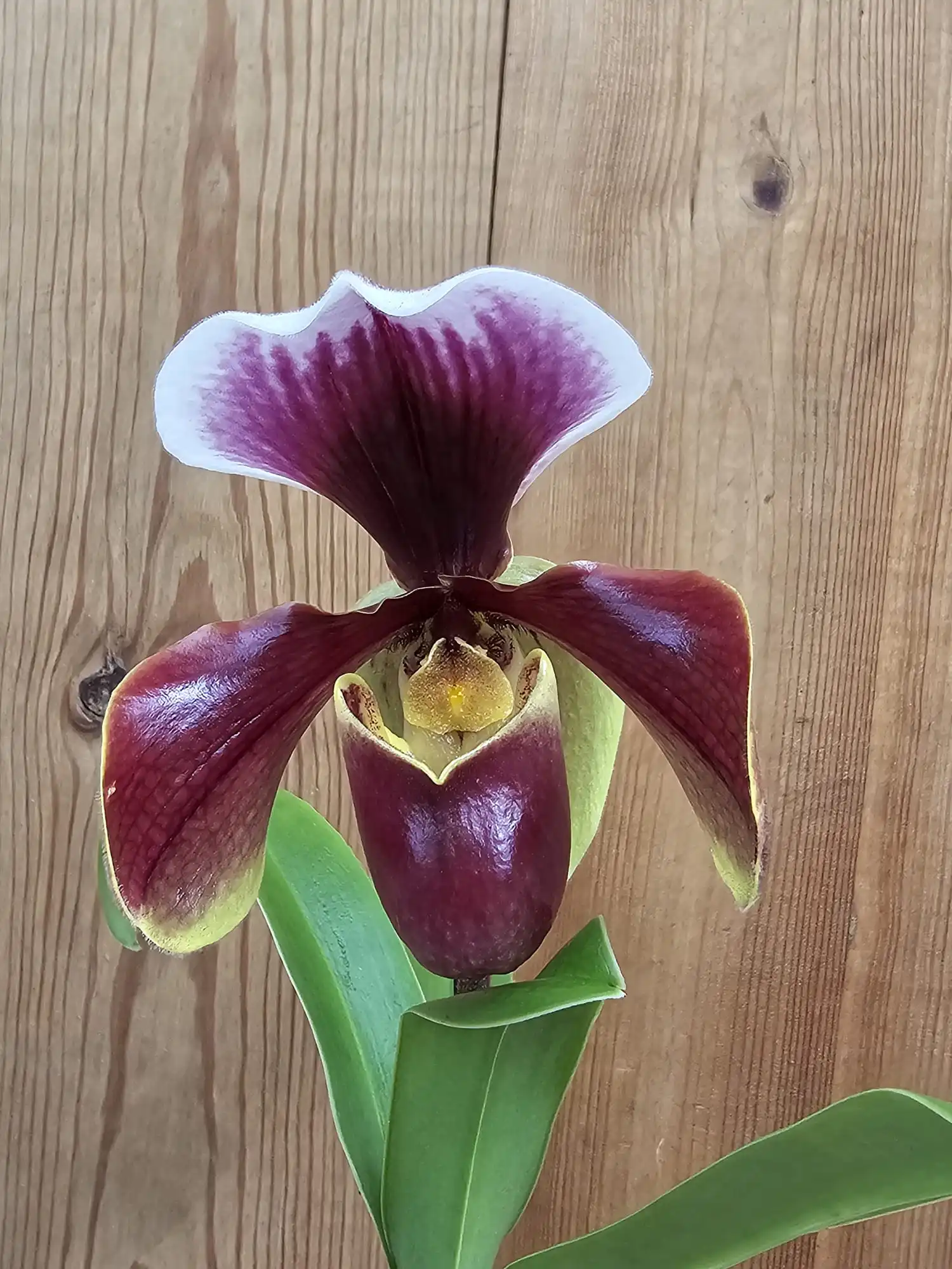 Paphiopedilum Cocoa Victoria - Imagen 2