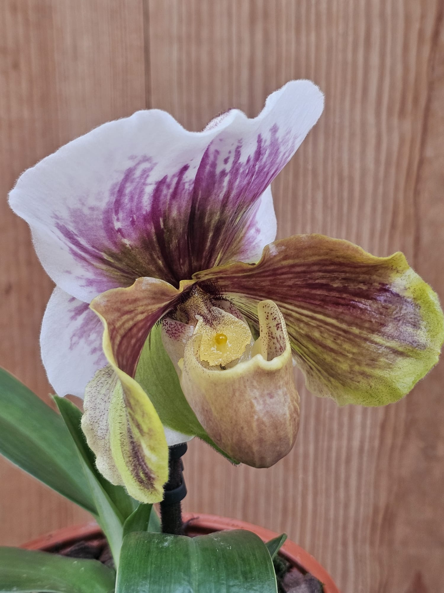 Paphiopedilum Cocoa Wintree Stars - Image 2