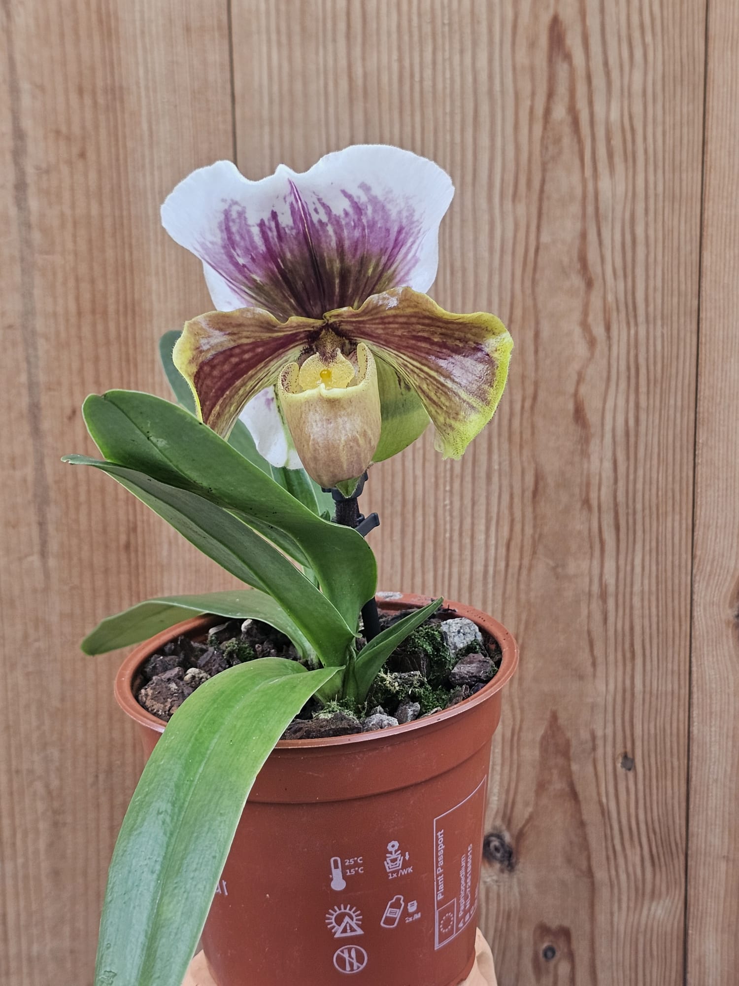 Paphiopedilum Cocoa Wintree Stars - Image 3