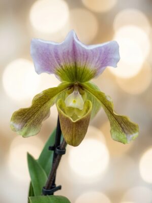 Paphiopedilum Samba Aquarela em floração vibrante com bolsa marcante em forma de sapatinho e pétalas coloridas