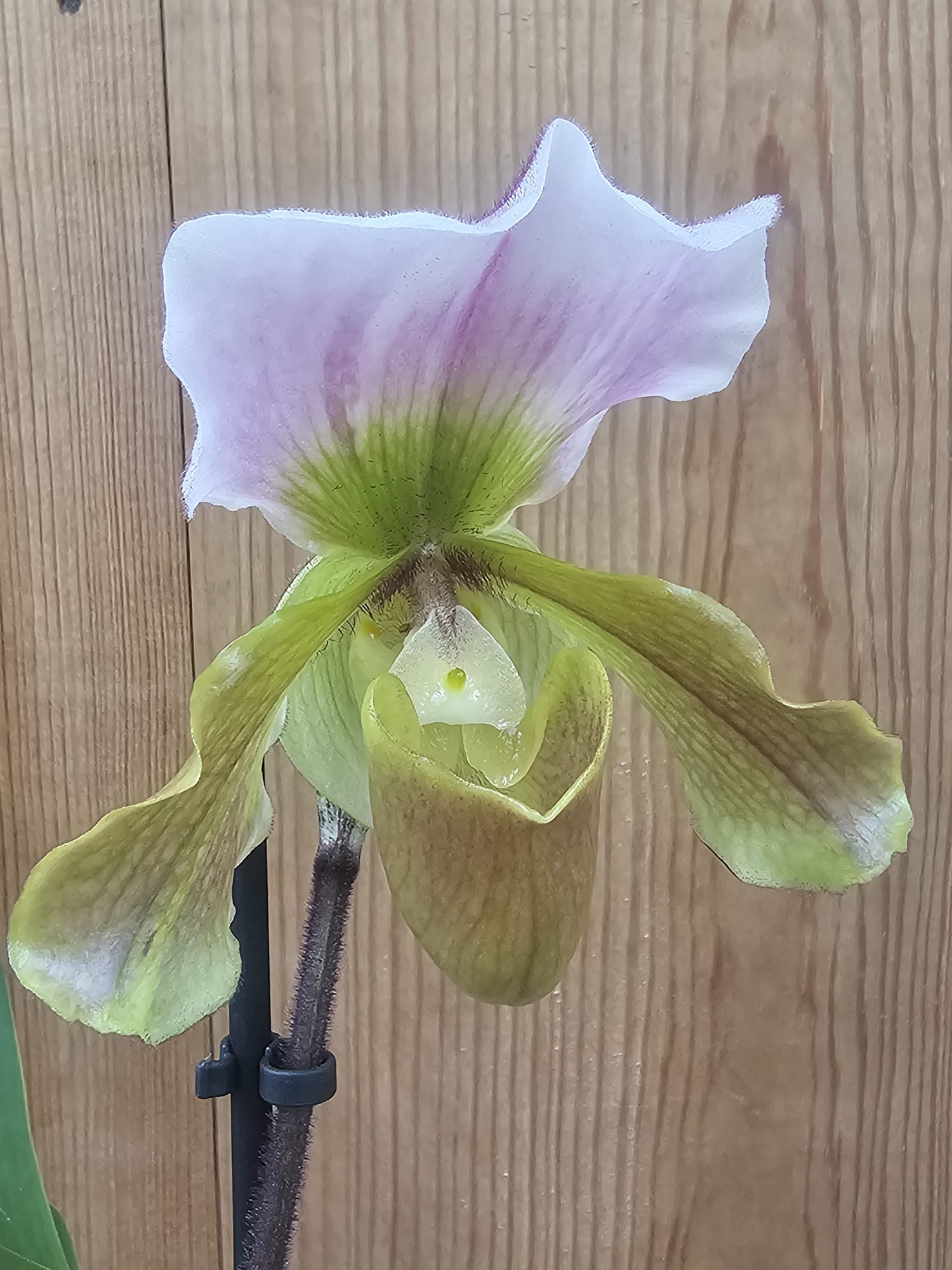 Paphiopedilum Samba Aquarela - Image 3