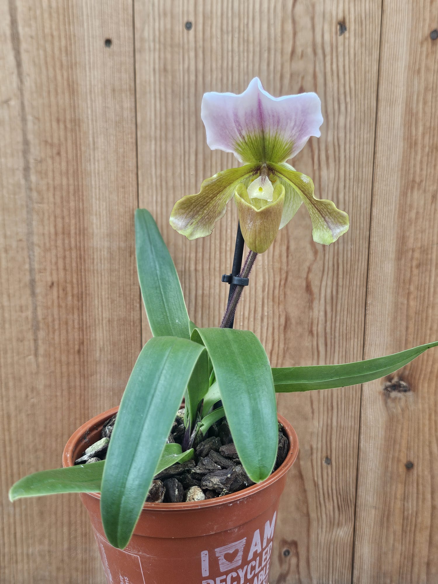 Paphiopedilum Samba Aquarela - Image 2
