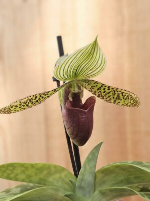 Paphiopedilum sukhakulii orquídea sapatinho com flor exótica de pétalas pintalgadas e folhagem marmoreada