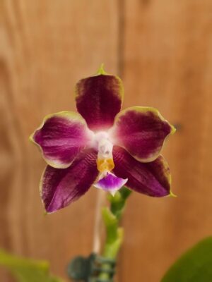 Phalaenopsis Chienlung Tassel em floração vibrante com detalhes exóticos nas pétalas