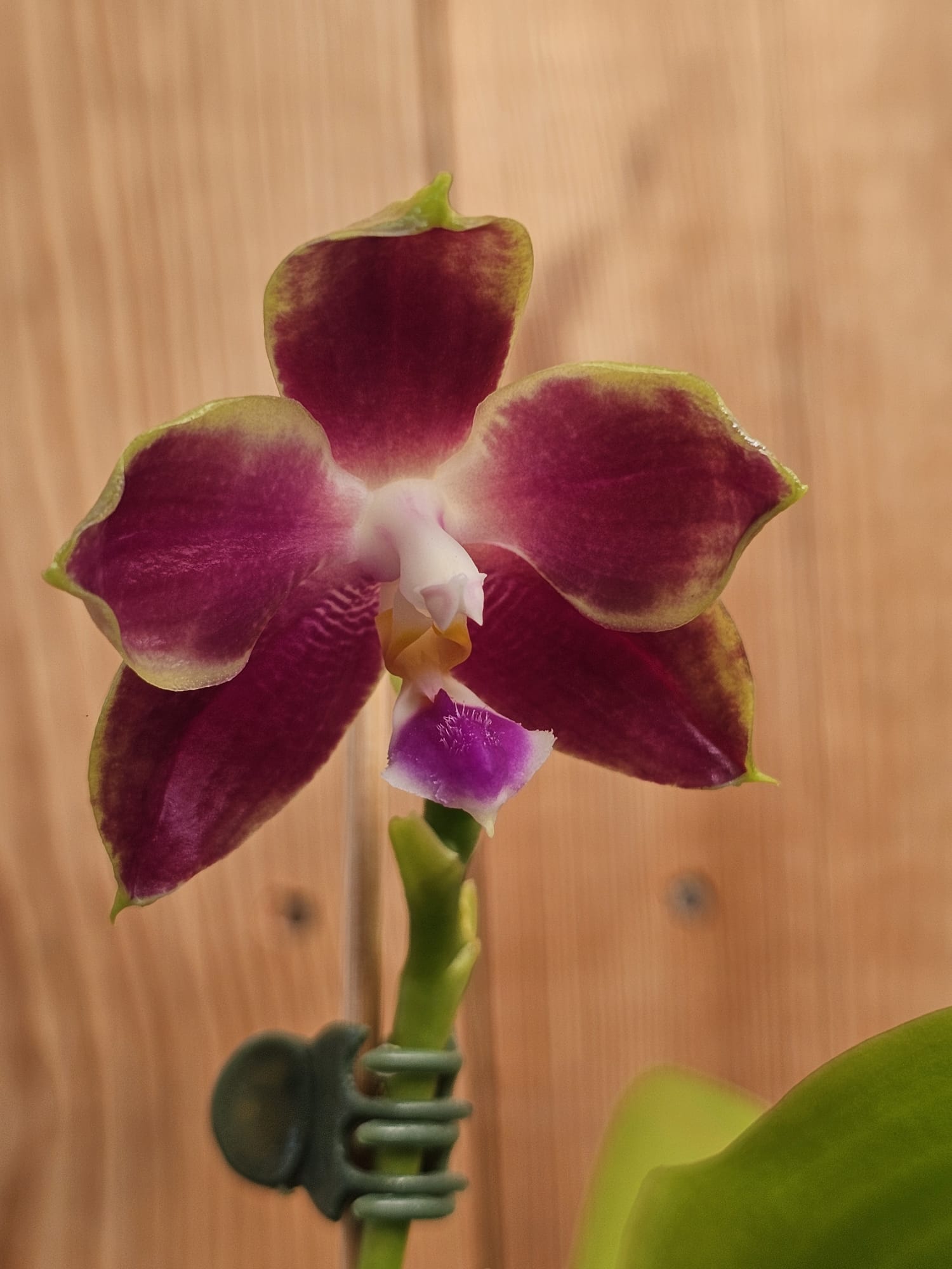 Phalaenopsis Chienlung Tassel – Image 3