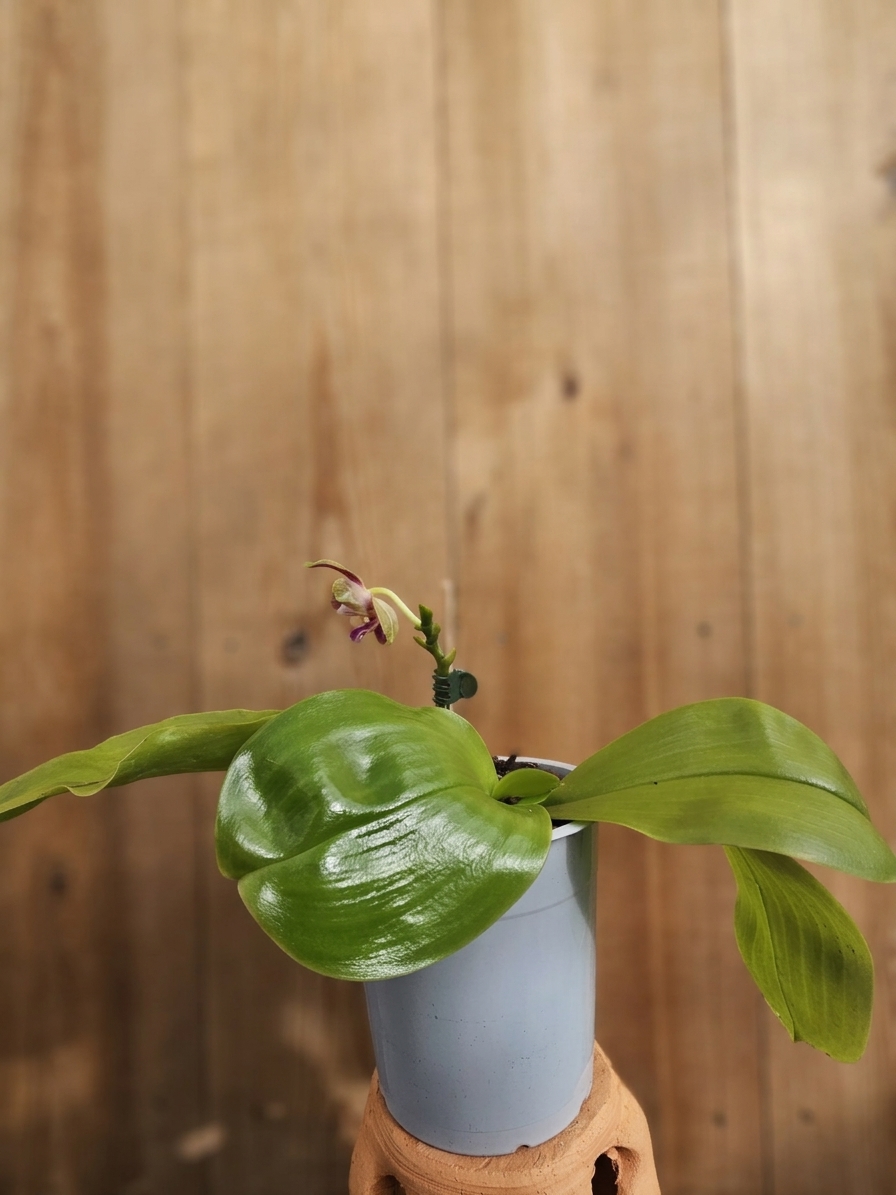 Phalaenopsis Chienlung Tassel – Image 2
