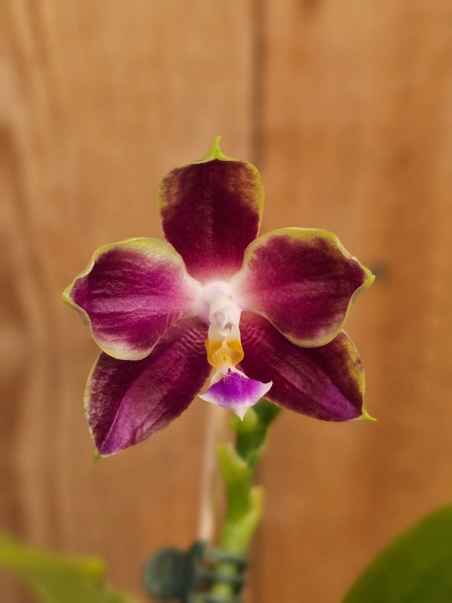Phalaenopsis Chienlung Tassel em floração vibrante com detalhes exóticos nas pétalas