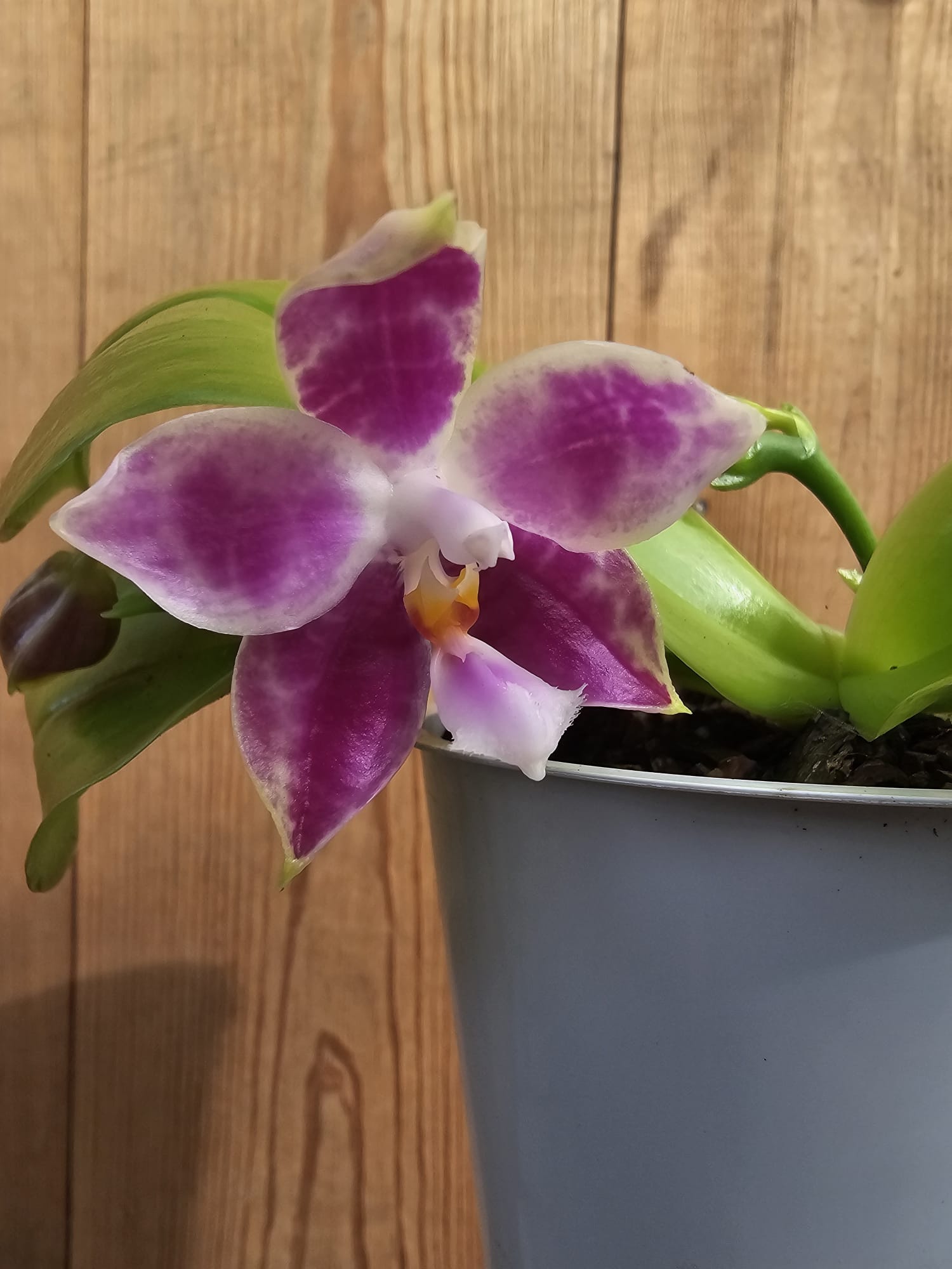 Phalaenopsis Mituo Golden Solar - Image 2