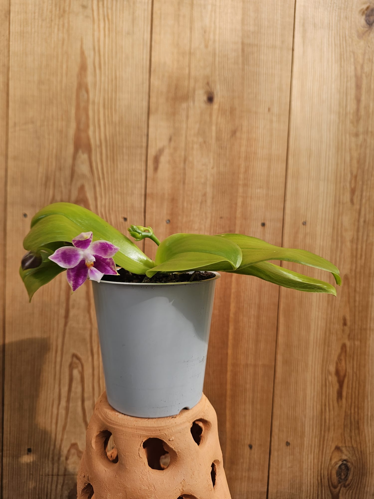 Phalaenopsis Mituo Golden Solar - Image 3