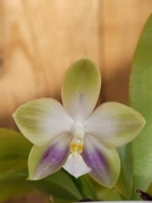 Phalaenopsis Mituo Prince em floração exótica de textura cerosa e cores intensas