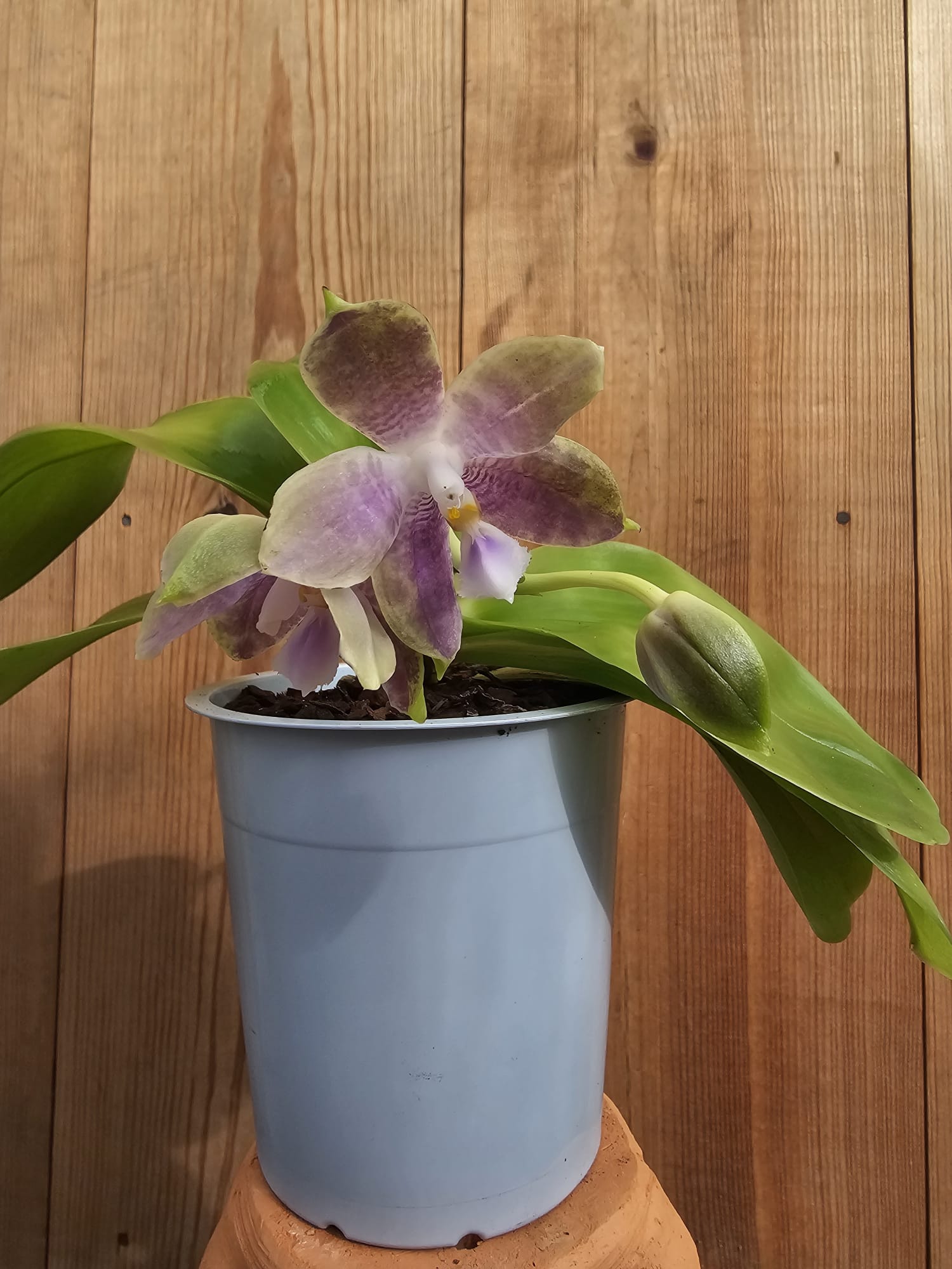 Phalaenopsis Su's Bellicosa - Image 3