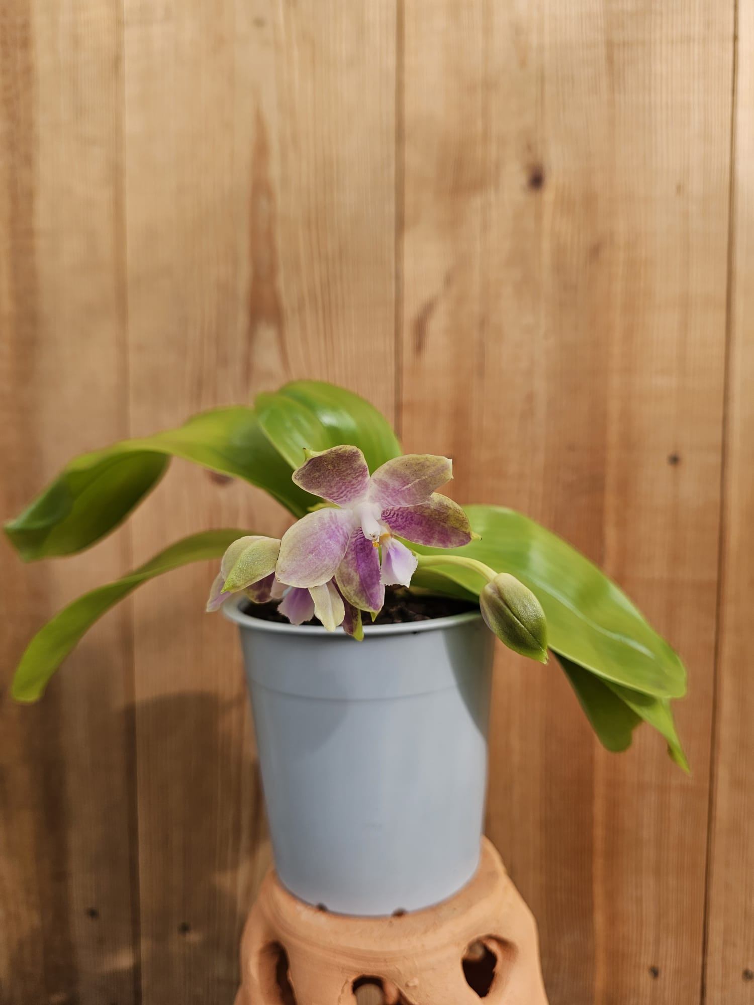 Phalaenopsis Su's Bellicosa - Image 2