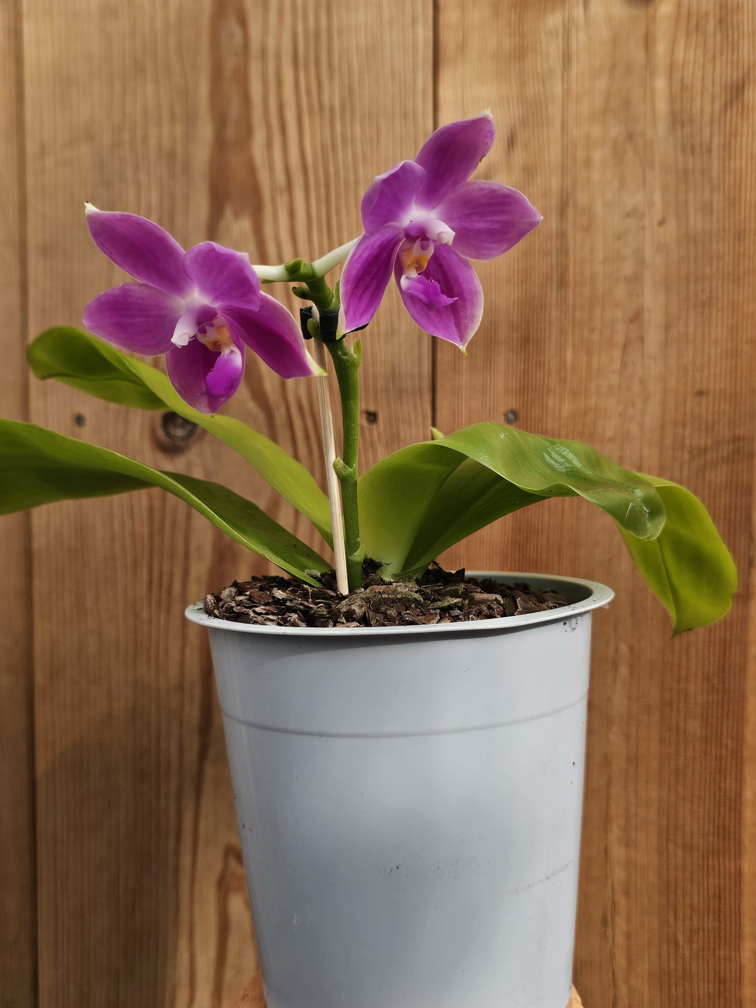 Phalaenopsis Yaphon Rich Woman - Image 3