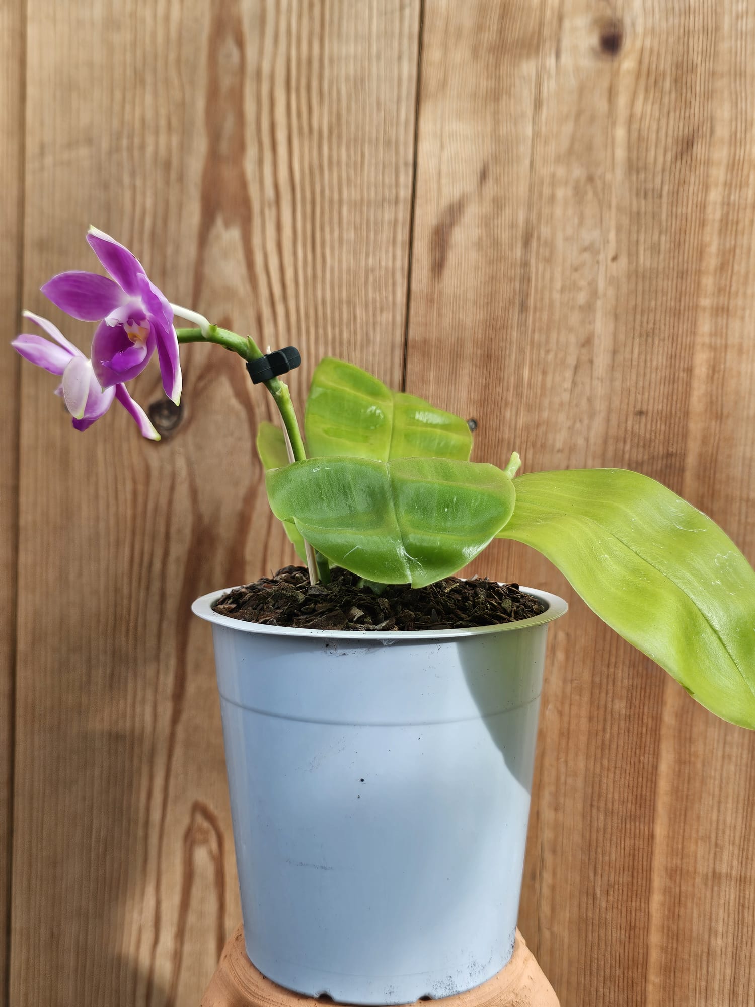 Phalaenopsis Yaphon Rich Woman - Image 2