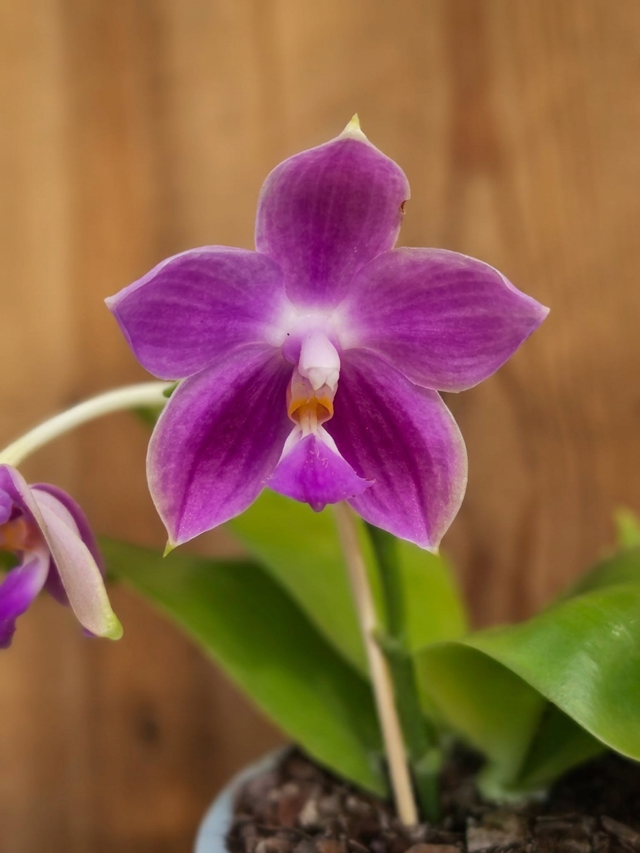 Phalaenopsis Yaphon Rich Woman em floração vibrante com pétalas cerosas e padrões de cores intensas