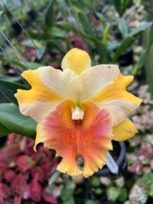 Rlc. Miss Thailand em floração exuberante com flores grandes vibrantes e perfume intenso