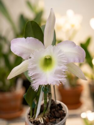 Rlc. Duh's White 'Peppa Pig' em floração exuberante com grandes flores brancas e miolo amarelo