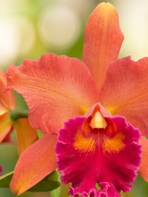 Rlc. Eve Marie Barnett 'Magnificent Watermelon Gold' em floração abundante com tons melancia e dourado