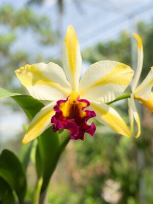 Rlc. Fu Shu Glory Happy Holiday em floração exuberante com flores grandes em tons amarelos e labelo purpúrico