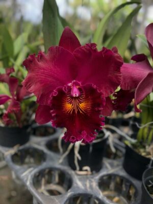 Rlc. Shinfong Unique Red Tian Mu em floração exuberante com pétalas vermelhas intensas e perfume envolvente