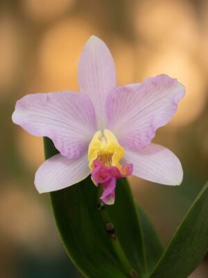 Rlc. Star Parade Volcano Queen em floração exuberante com pétalas amarelas e labelo púrpura