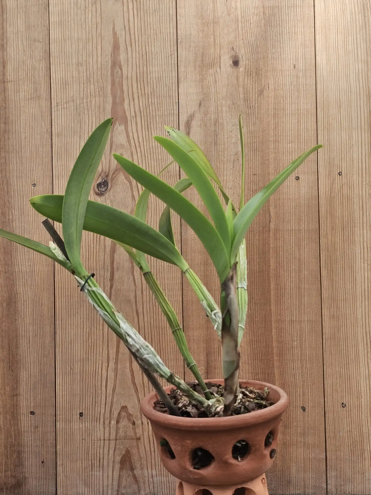 Schombocattleya Tandaleyo - Image 2