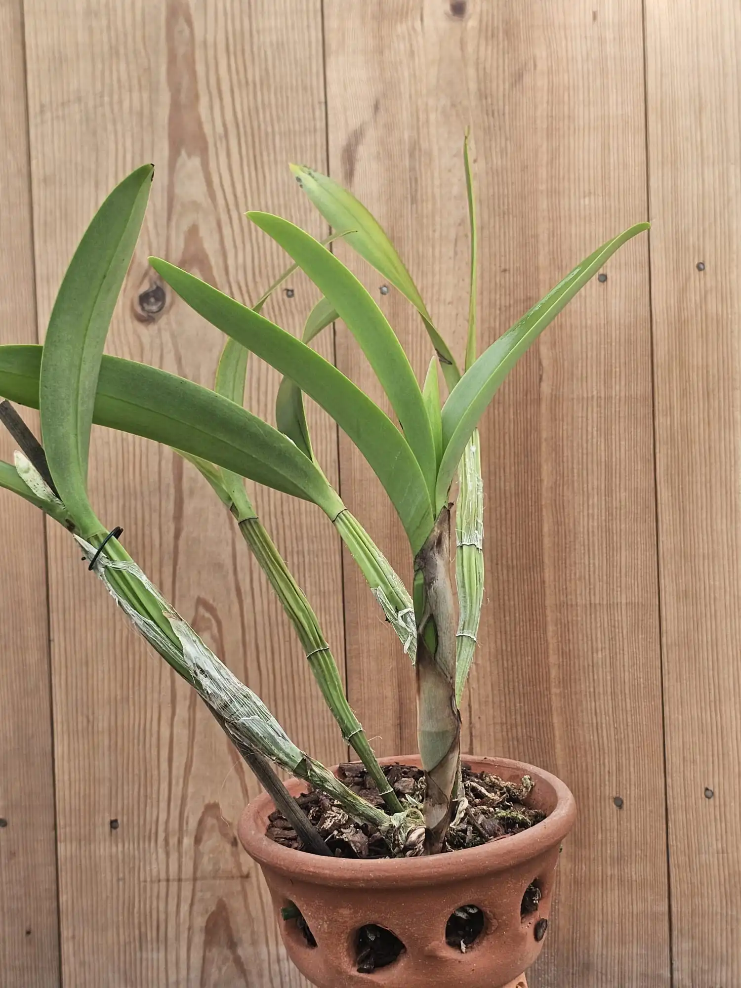 Schombocattleya Tandaleyo - Image 3
