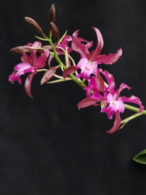 Orquídea Schombocattleya Tandaleyo em floração exuberante com grandes flores onduladas de tons quentes e vibrantes