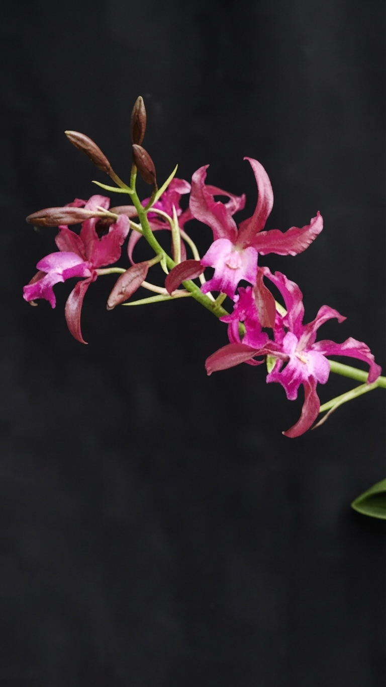 Orquídea Schombocattleya Tandaleyo em floração exuberante com grandes flores onduladas de tons quentes e vibrantes