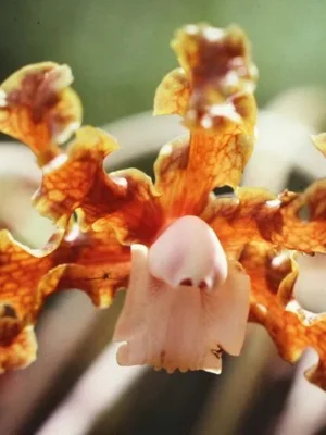 Orquídea Schomburgkia gloriosa com hastes florais longas e flores onduladas em tons de castanho, amarelo e purpura