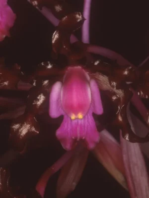 Orquídea Schomburgkia undulata em floração exuberante com pétalas onduladas castanho-púrpura e labelo magenta
