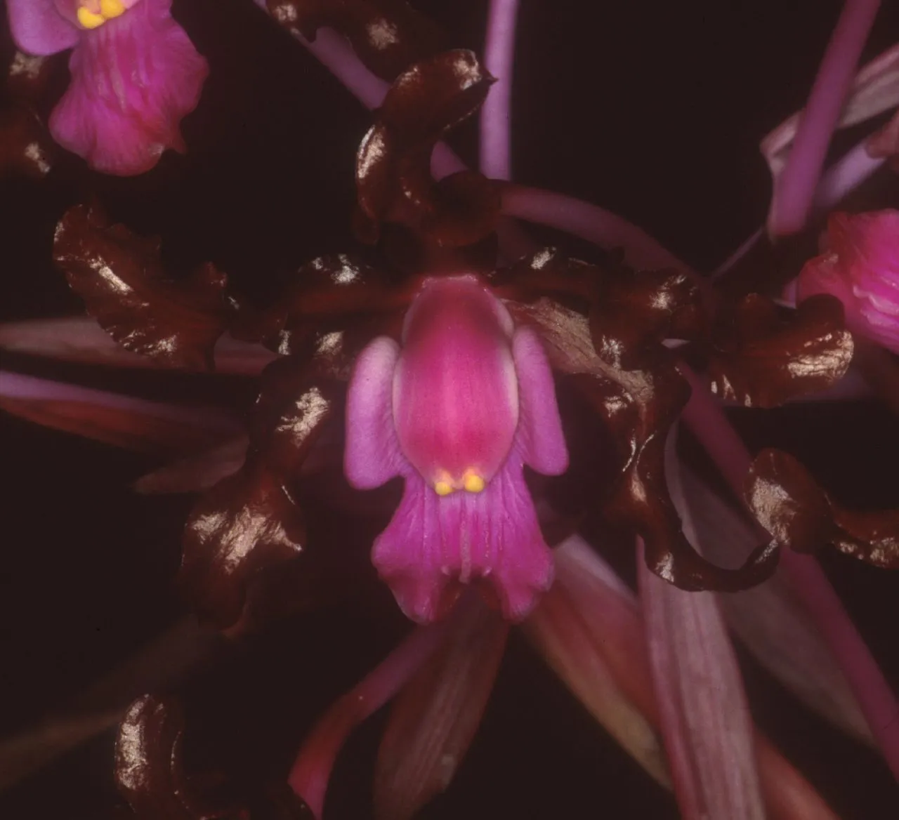 Orquídea Schomburgkia undulata em floração exuberante com pétalas onduladas castanho-púrpura e labelo magenta
